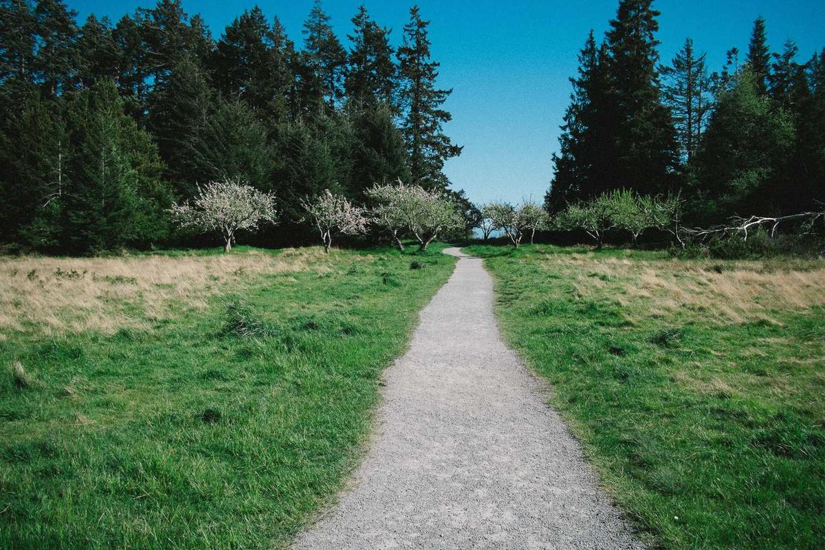 A serene pathway through a lush green field lined with trees under a clear blue sky.