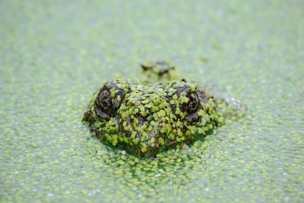 Crocodile camouflaged in green water with algae, eyes visible above the surface.