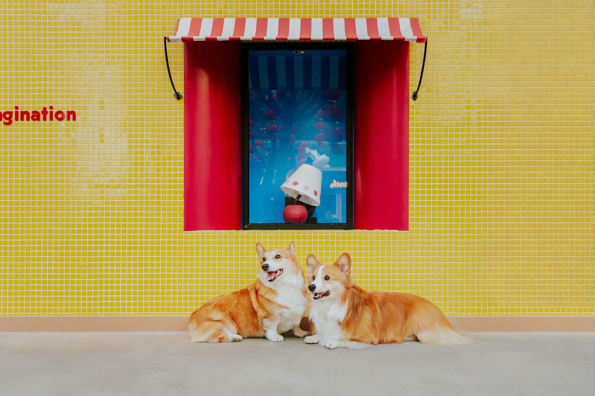 Two corgis sitting in front of a vibrant yellow wall with a red awning.