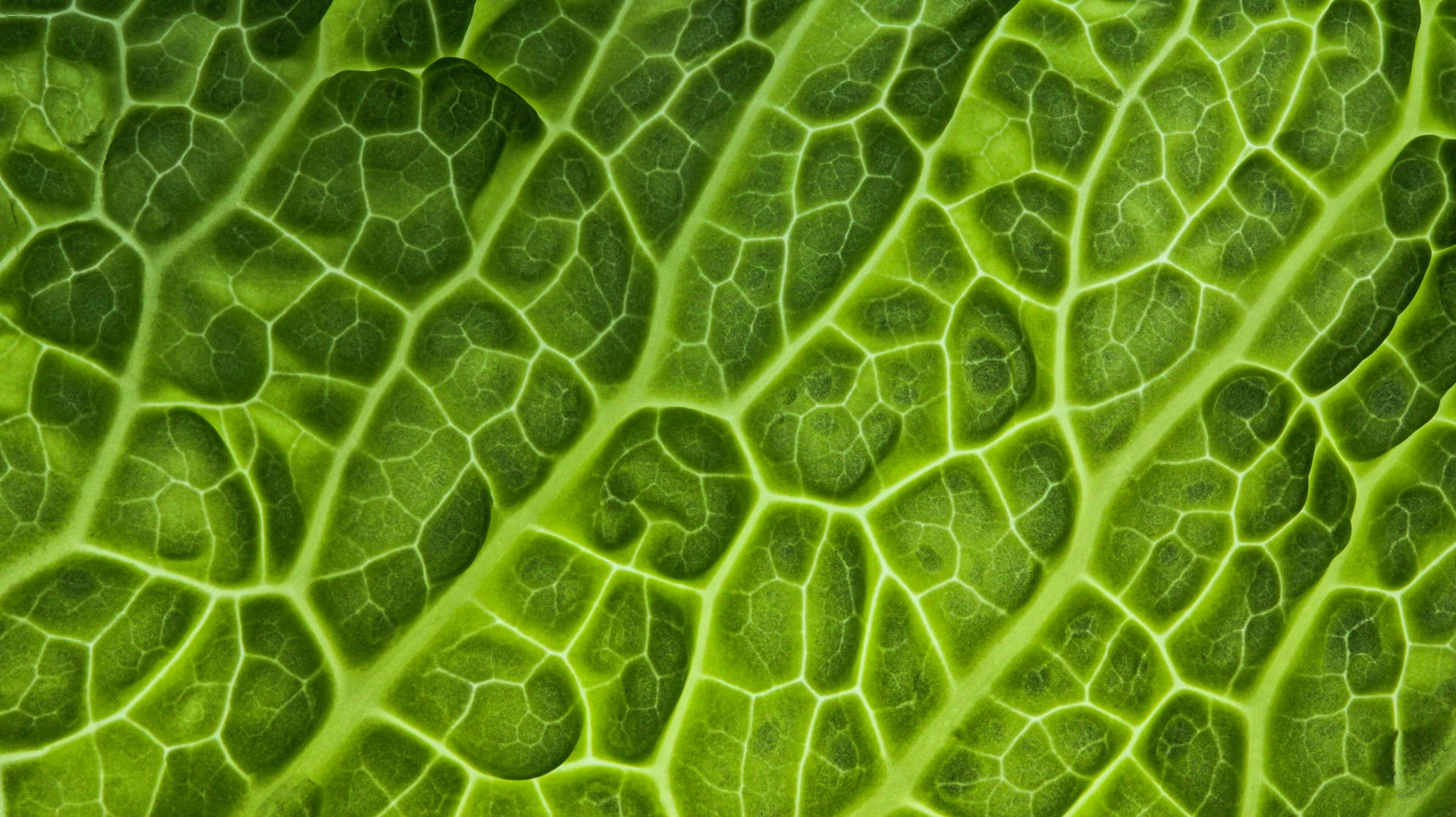 Close-up of a vibrant green leaf showcasing intricate vein patterns and textures.