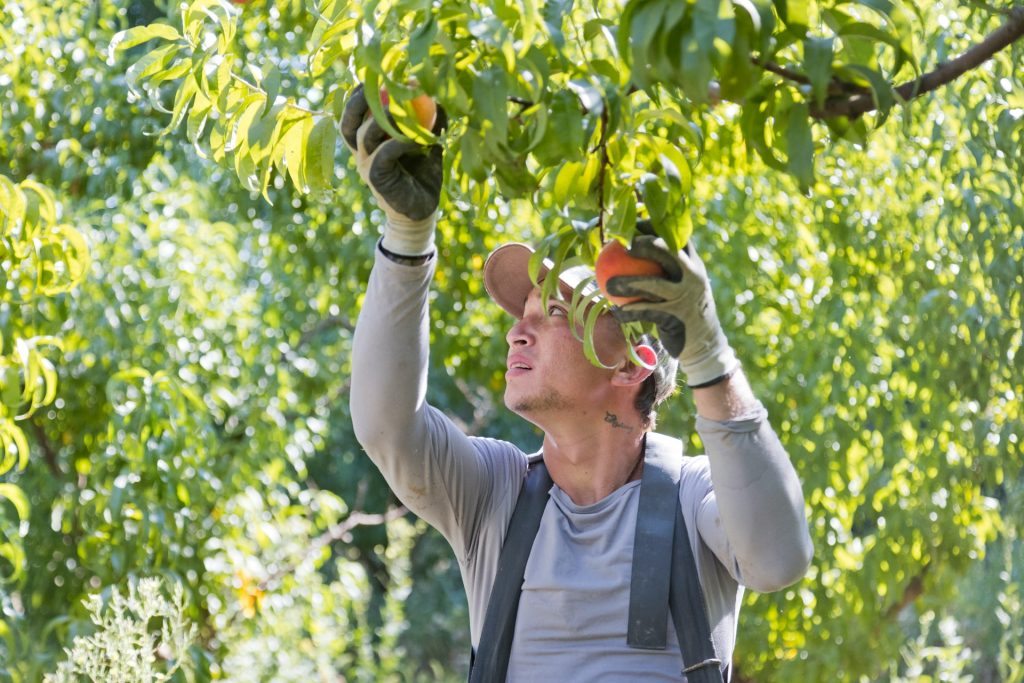 Young man picking fresh fruits from a tree in a vibrant orchard.
