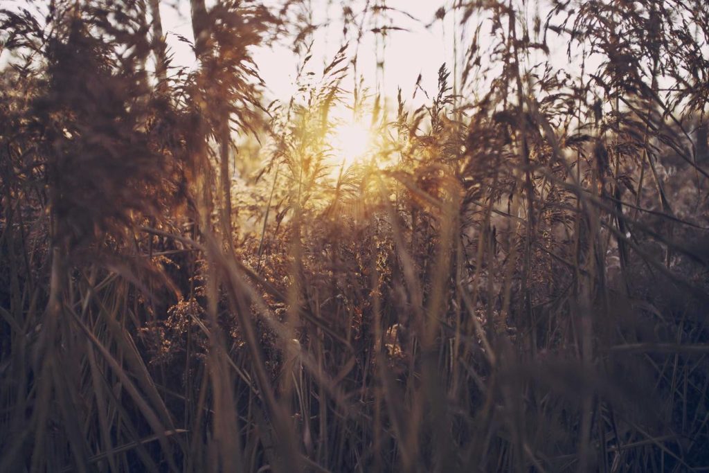Sunset shining through swaying tall grass, creating a warm atmosphere.